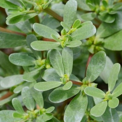Longevity Activator Ingredients