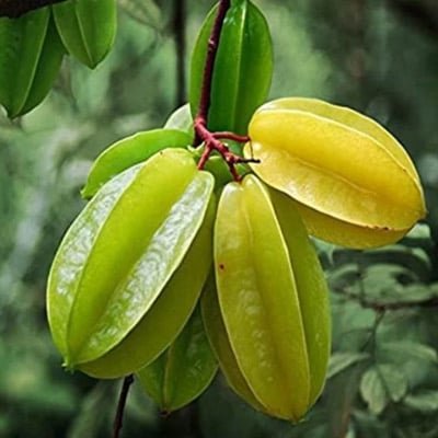 Longevity Activator Ingredients