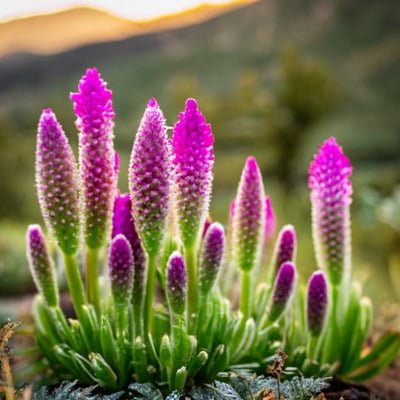 Longevity Activator Ingredients